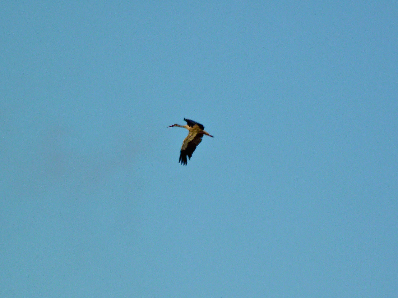 Pateira de Fermentelos (26).jpg