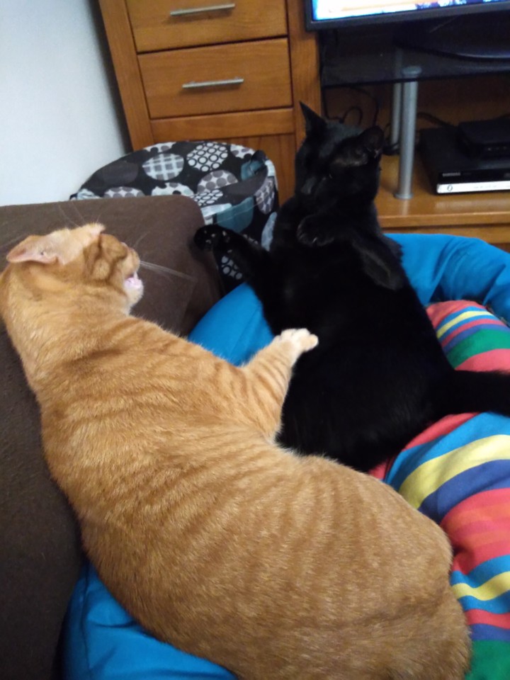 IMG_20201017_220656_BEAUTY.jpg IMG_20201017_220656_BEAUTY.jpg