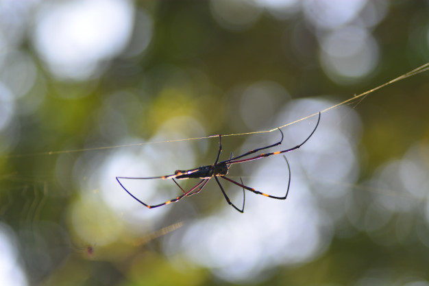 vida-de-teia-e-aranha-na-natureza_38094-354.jpg