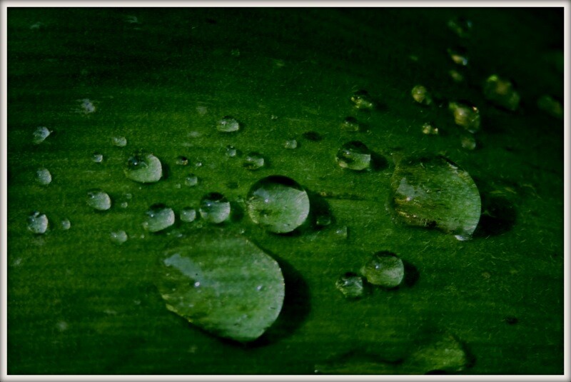 IMG_3376 GPTAS DE ÁGUA.JPG