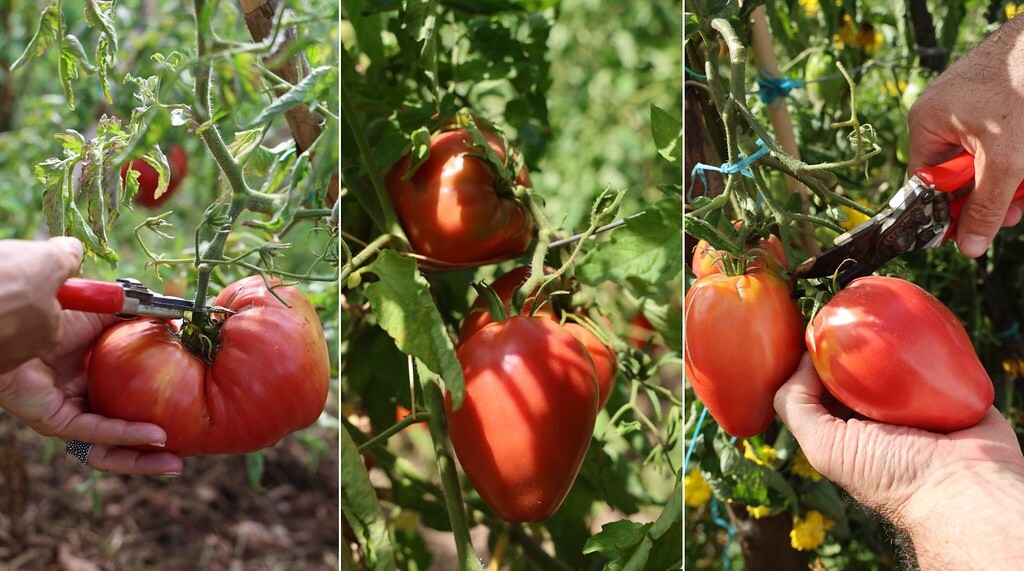 Livro do Tomate Coração de Boi do Douro ganha prémio internacional 
