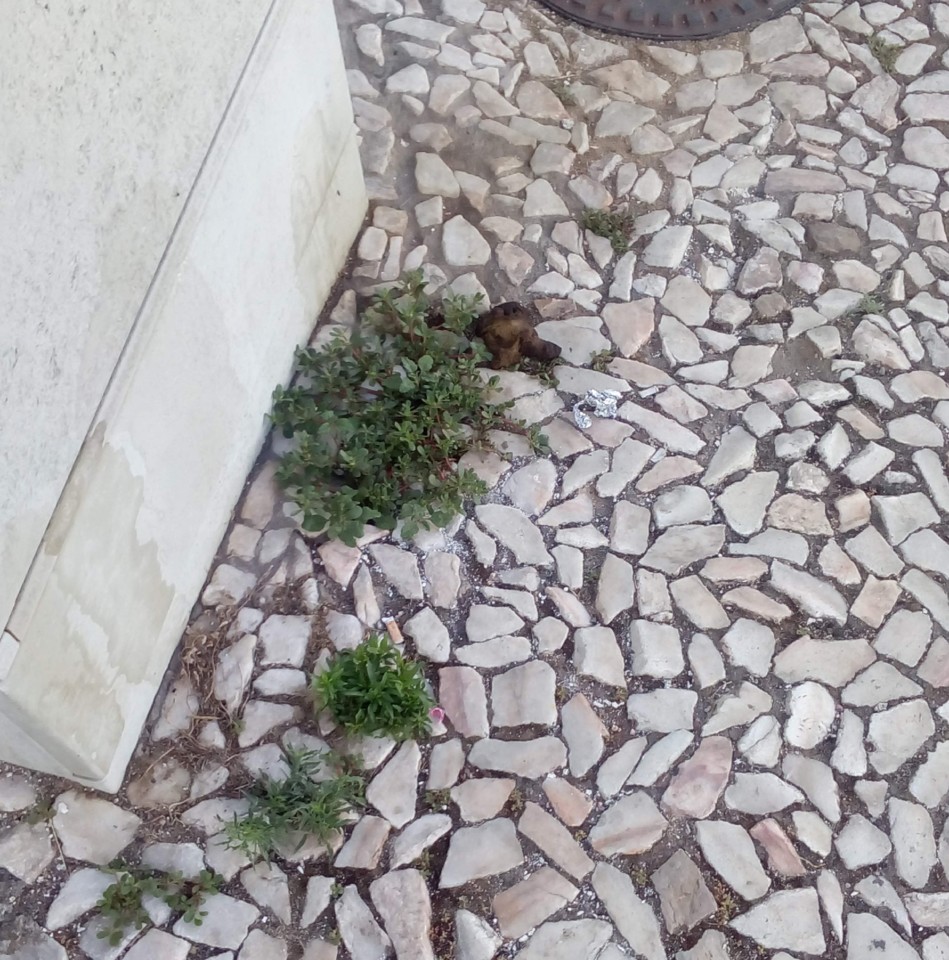 IMG_20190603_085646.jpg IMG_20190603_085646.jpg