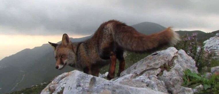 raposa arrabida da serra ao mar.JPG
