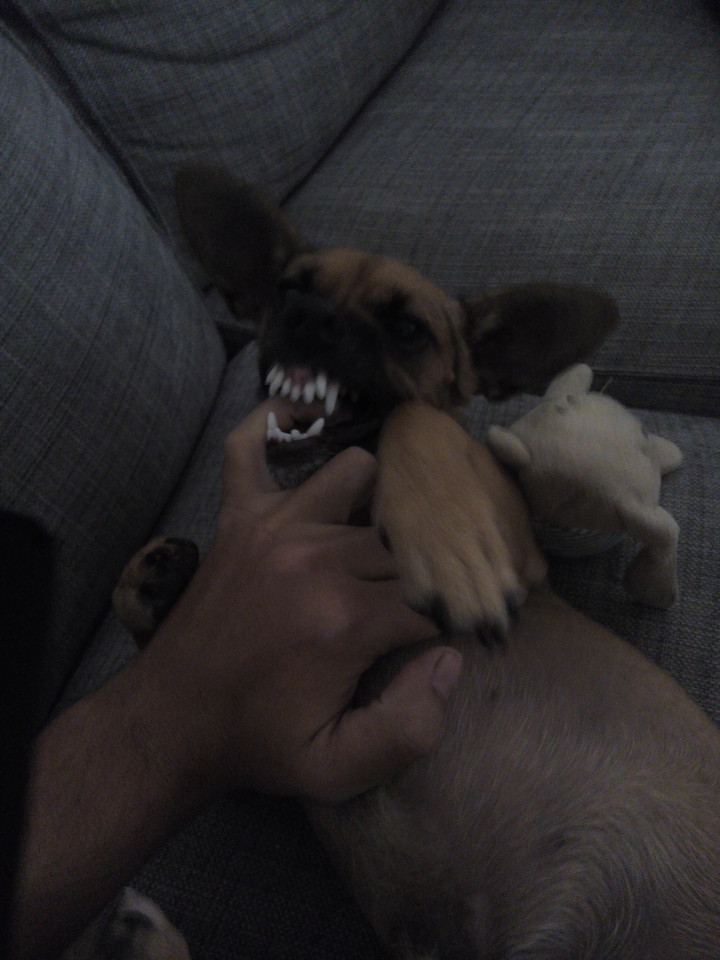 o querido.jpg o querido.jpg