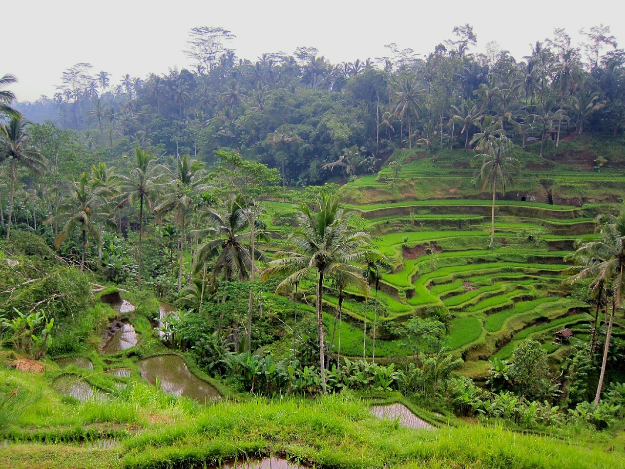tegalalang rice field, bali (1).jpg