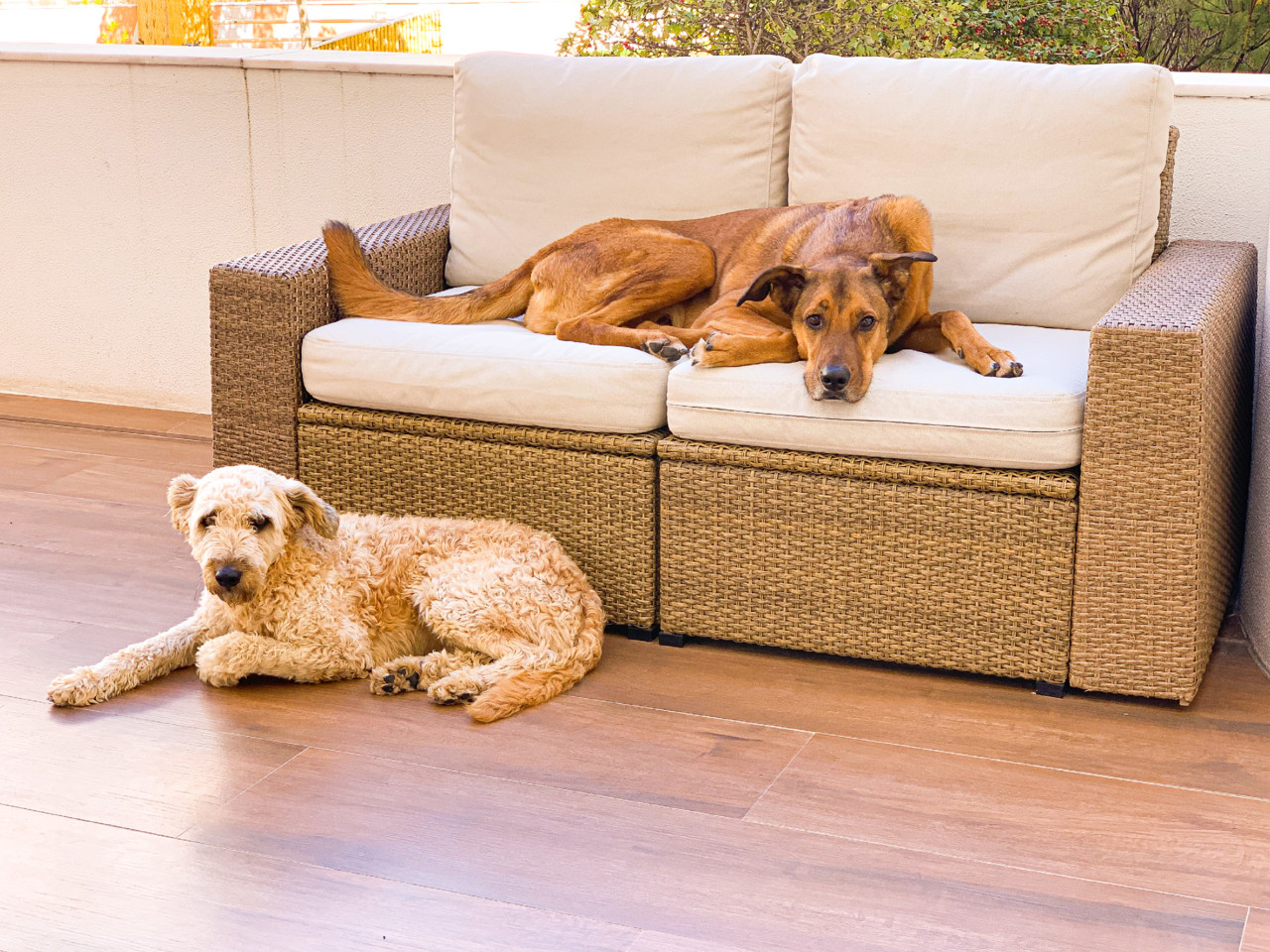 IMG_4747.JPG IMG_4747.JPG