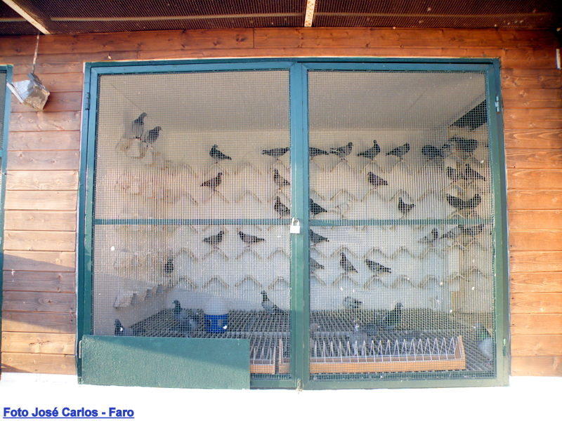 Derby Faro 2016 005.JPG