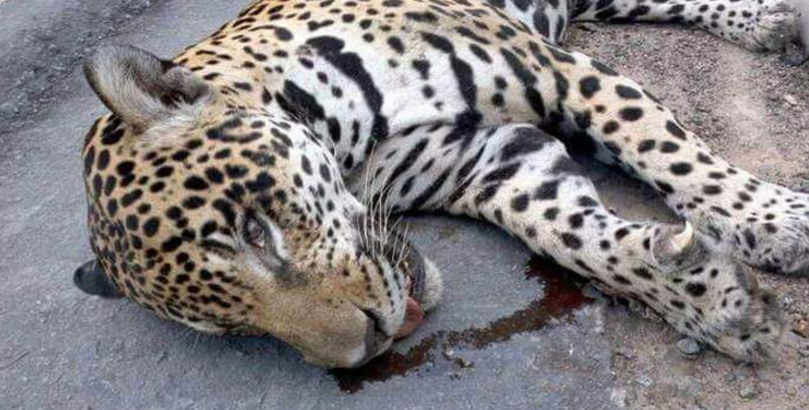 Screenshot 2016-06-22 at 08.33.05.png