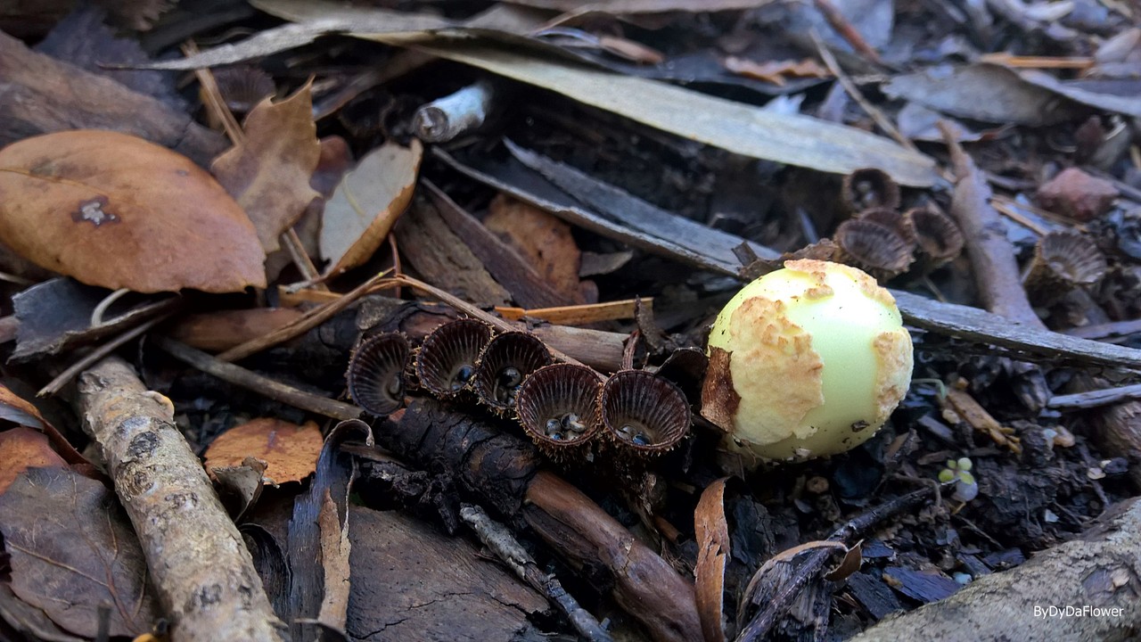 bombons da natureza.jpg bombons da natureza.jpg