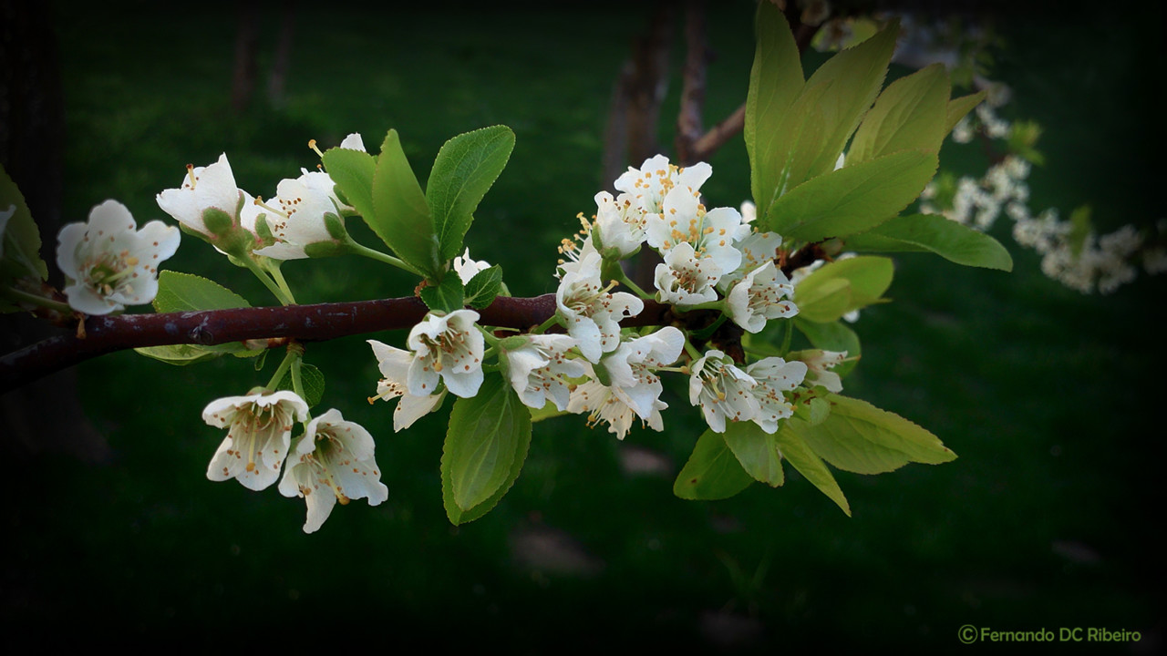 1600-amendoeira.jpg 1600-amendoeira.jpg