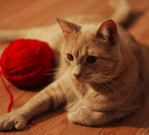 Captura de ecrã 2019-12-27, às 21.28.39.png Captura de ecrã 2019-12-27, às 21.28.39.png