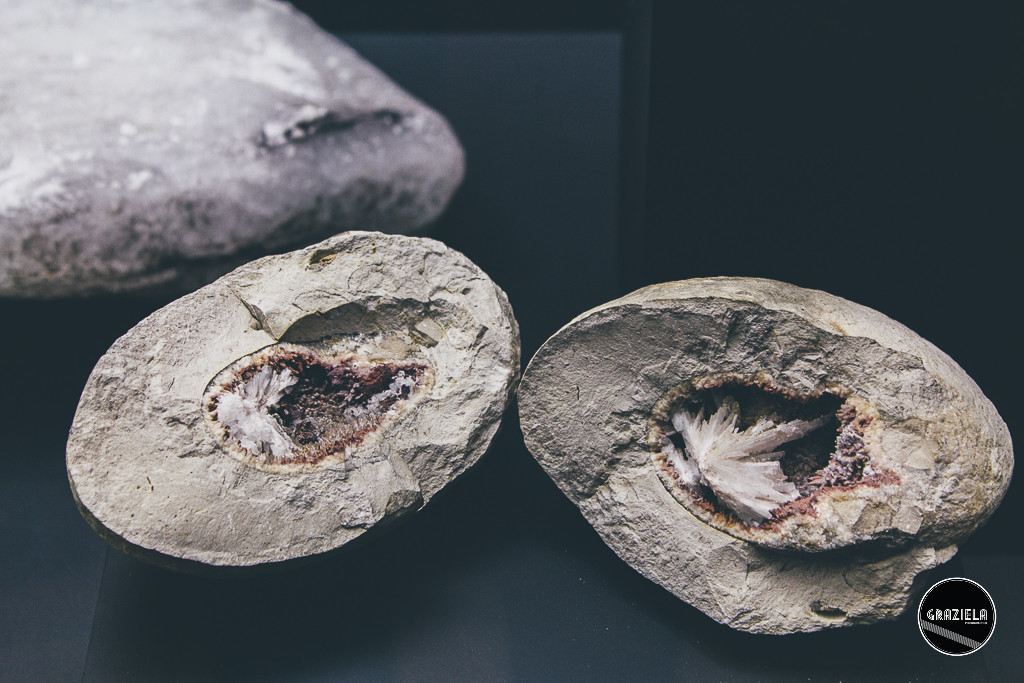 Museu_Geologico_de_Lisboa-017036.jpg