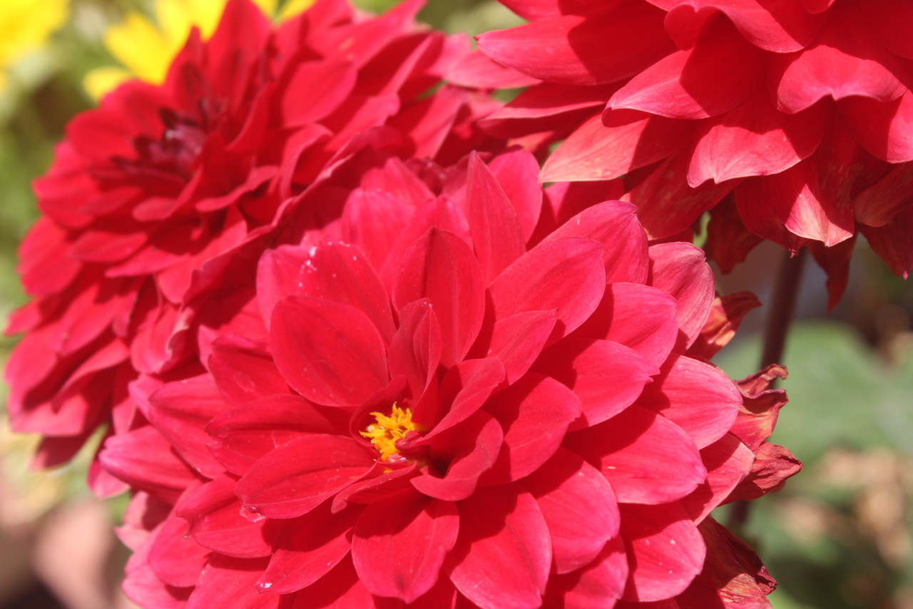 IMG_8910.JPG IMG_8910.JPG