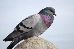 119041517_3281720691915807_8522069981751832979_n.j