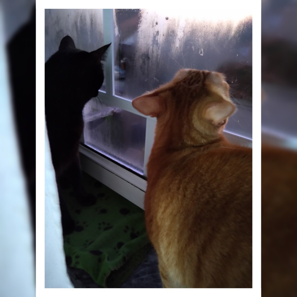 SquarePic_20201123_07074310.jpg SquarePic_20201123_07074310.jpg