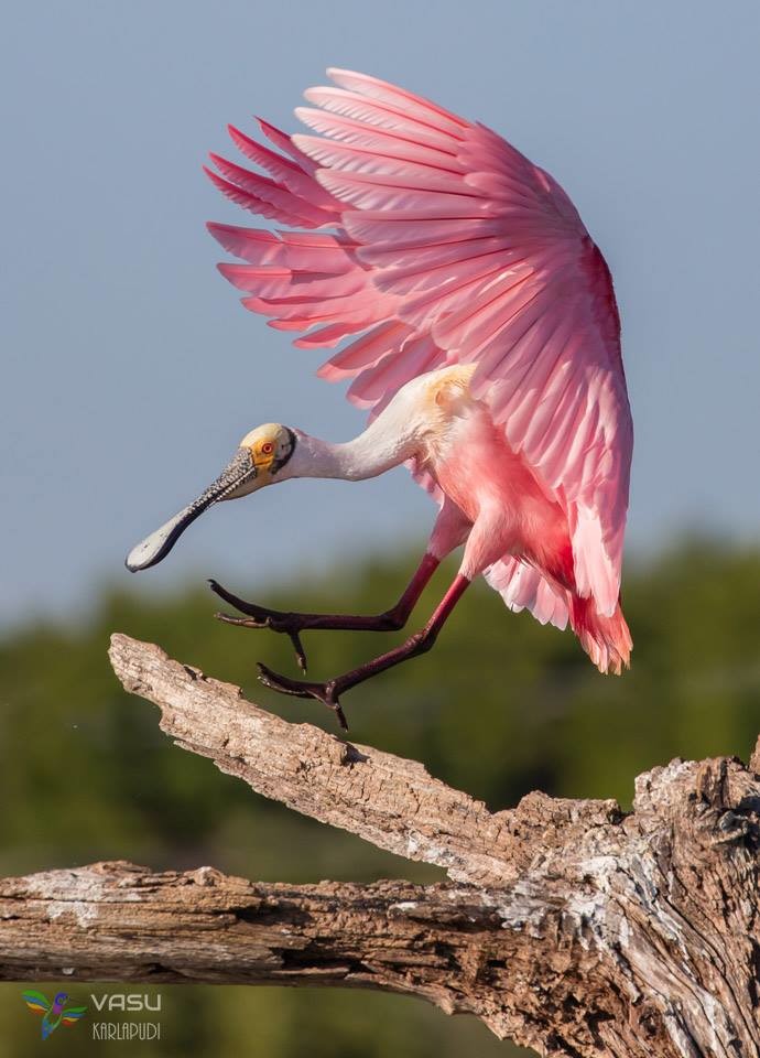 guarda chuva cor de rosa.jpg