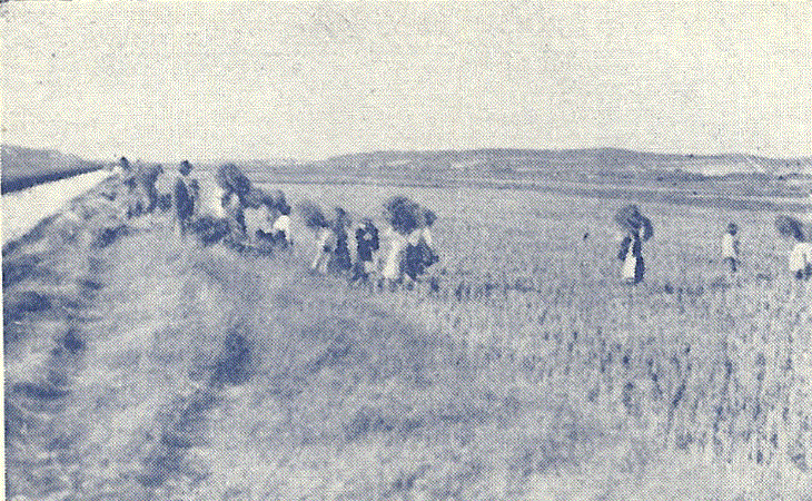 comporta - monografia 1945.GIF