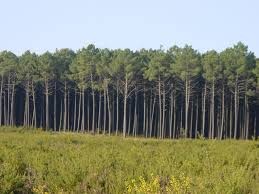 images.jpeg images.jpeg