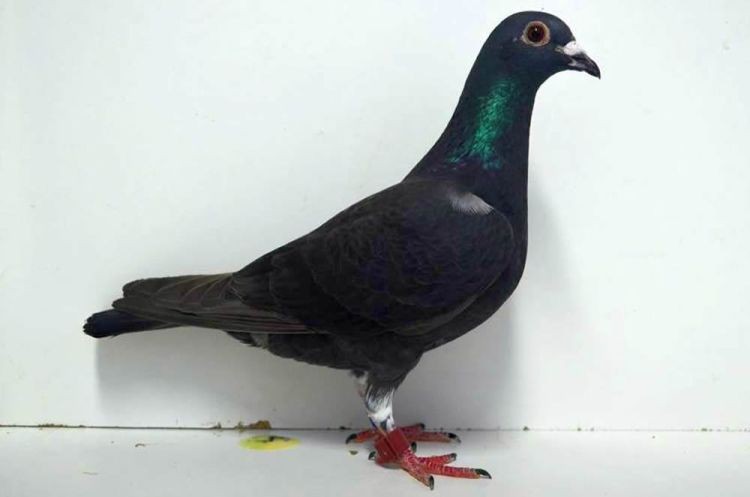 1017008-16.jpg 1017008-16.jpg