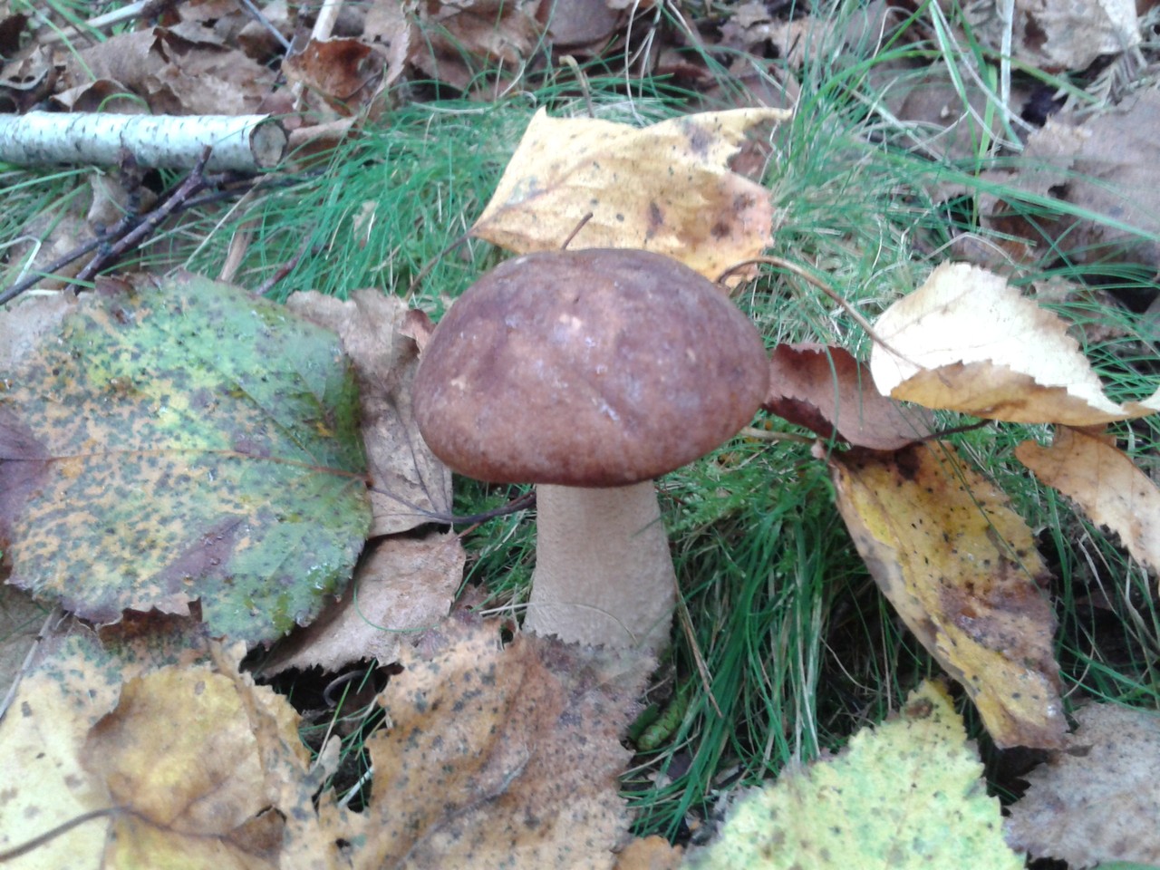 2015-10-10-Cogumelos_3