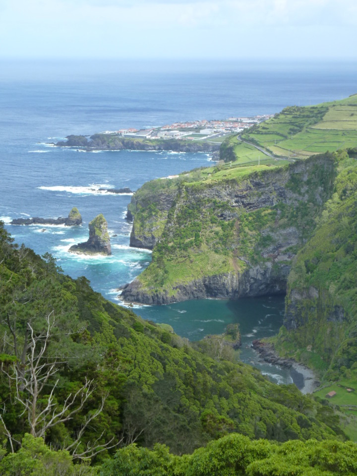 Cedros, Flores (3).JPG