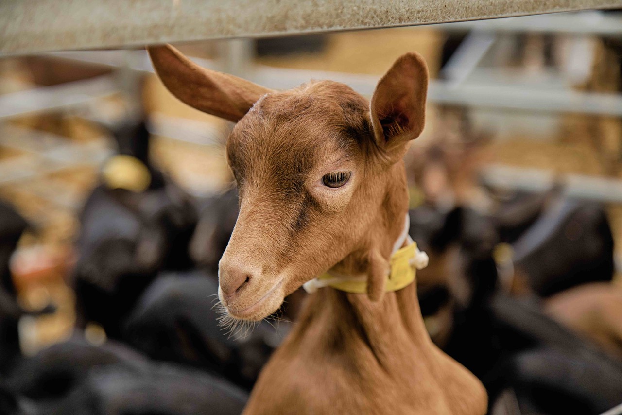 prados de melgaco.jpg