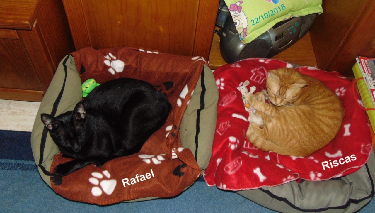 rergressoalcofa.JPG rergressoalcofa.JPG