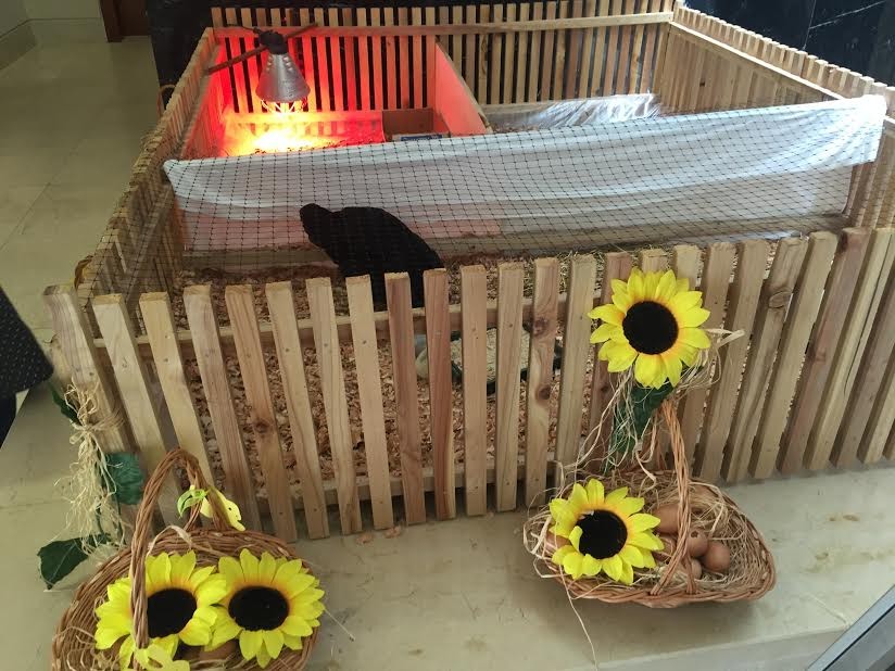 patos 3.jpg patos 3.jpg