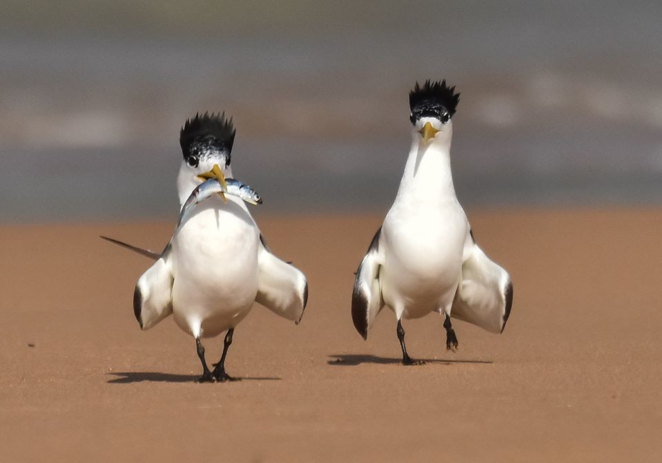 vai uma sardinha.jpg