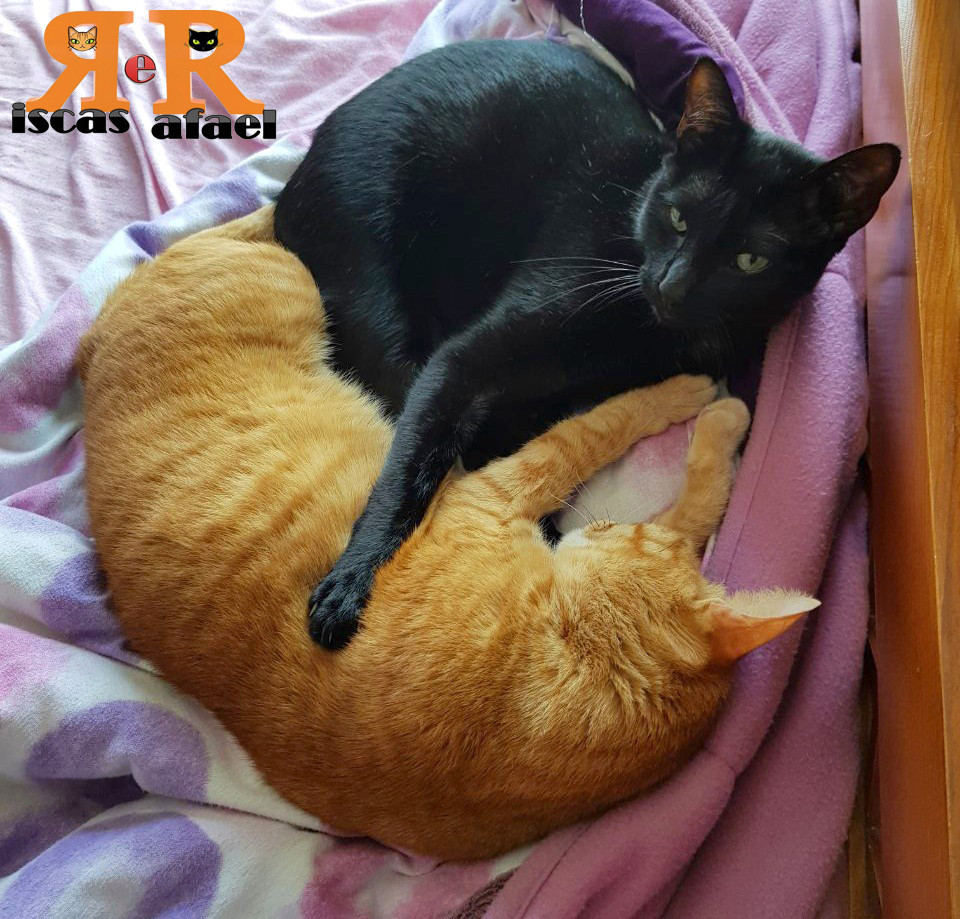 gingerblackcats.jpg