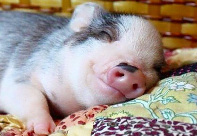 mini-porco almofada.jpg mini-porco almofada.jpg