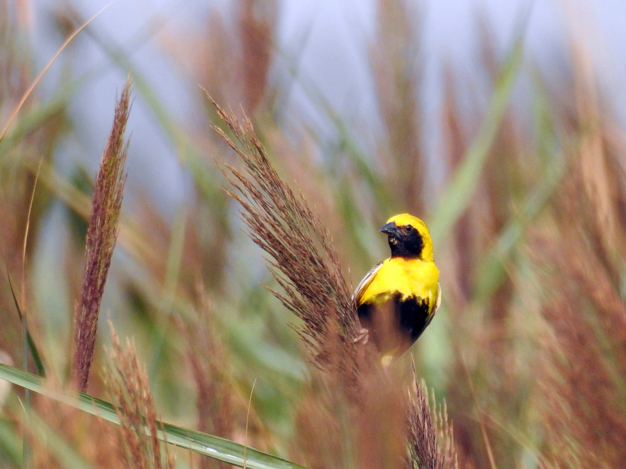 Bispo-de-coroa-amarela (Euplectes afer)