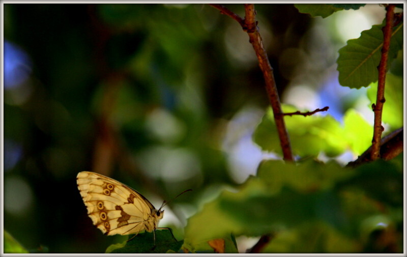 Castanheira de Pêra 895.jpg