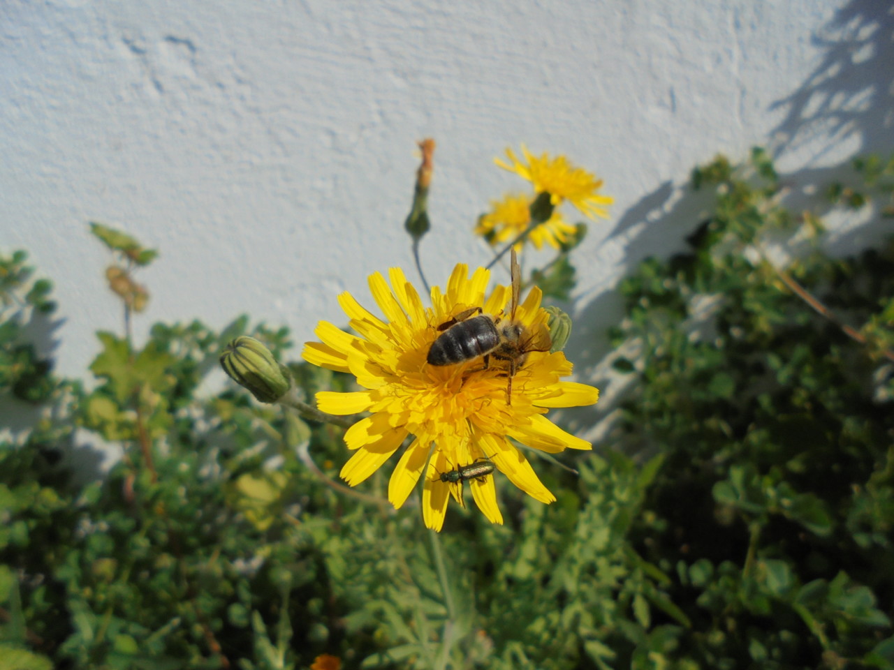 Saber partilhar....JPG