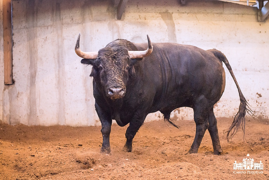 Nome_Asseadito -Pelagem_Preto Mulato -Data Nascime