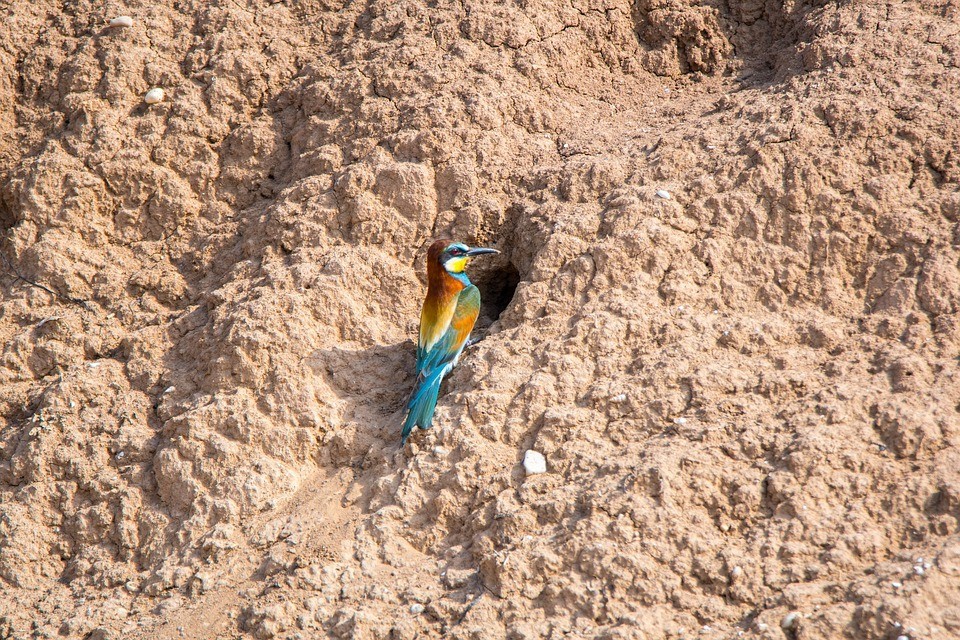 abelharuco3.jpg abelharuco3.jpg