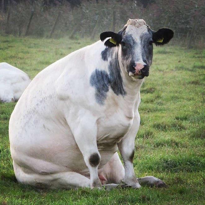 cow1.jpg