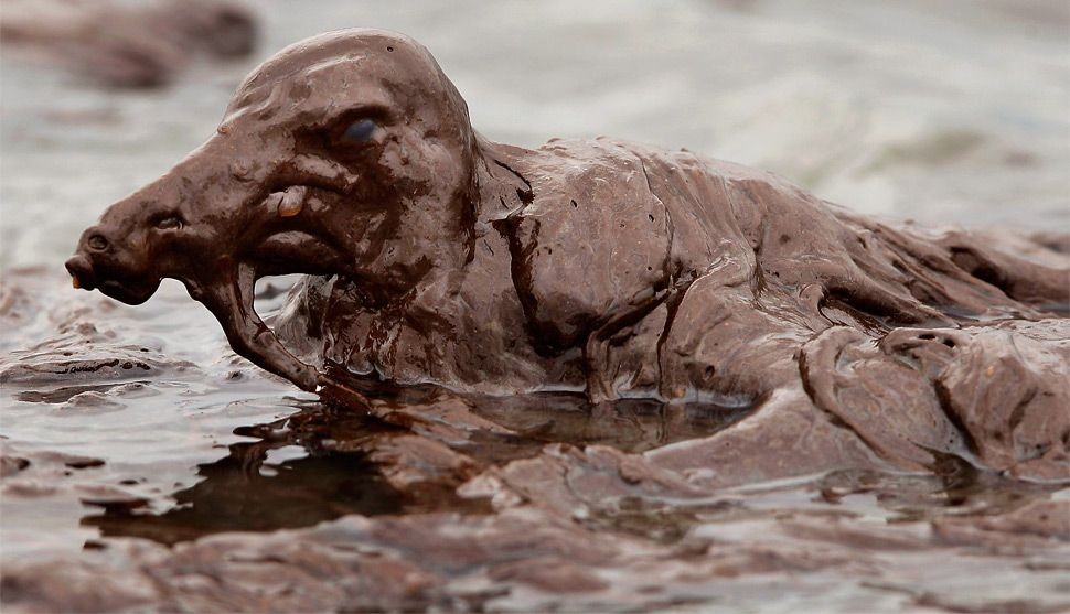 pássaro com óleo.jpg