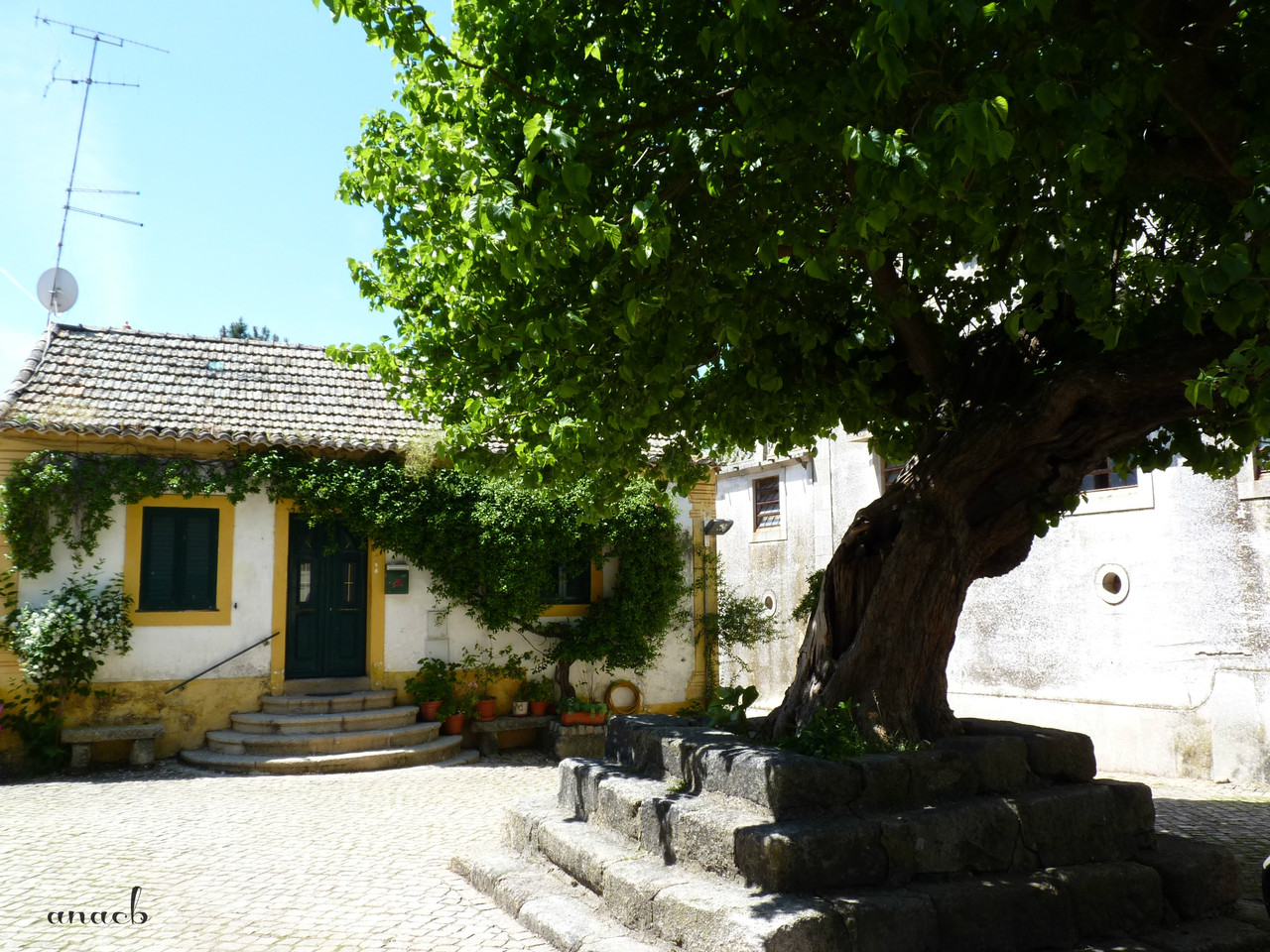 Idanha-a-Velha (40) Amoreira.jpg