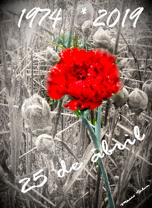 cravo_25 de abril 2019.jpg