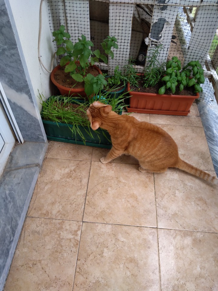 IMG_20200624_105934_BEAUTY.jpg IMG_20200624_105934_BEAUTY.jpg