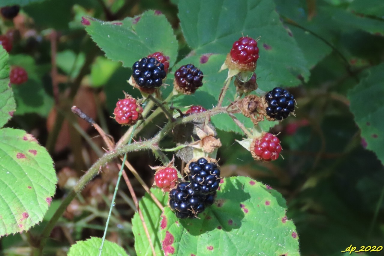 IMG_0235.JPG IMG_0235.JPG