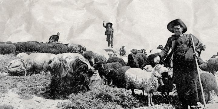 811_251_Pastor-Serra-da-Estrela-Museu-Virtual-de-M