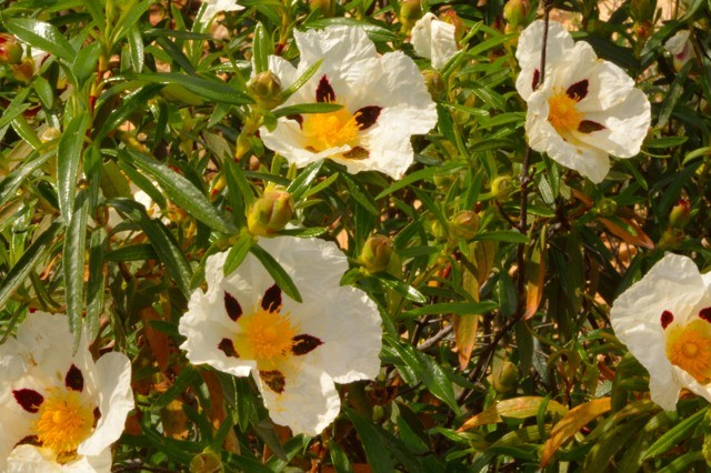 DSC_1409.jpg DSC_1409.jpg