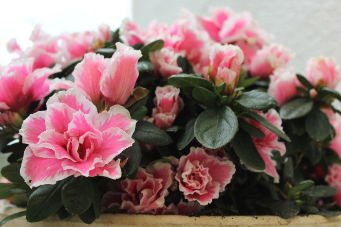 Quarentena - dia 7.jpg