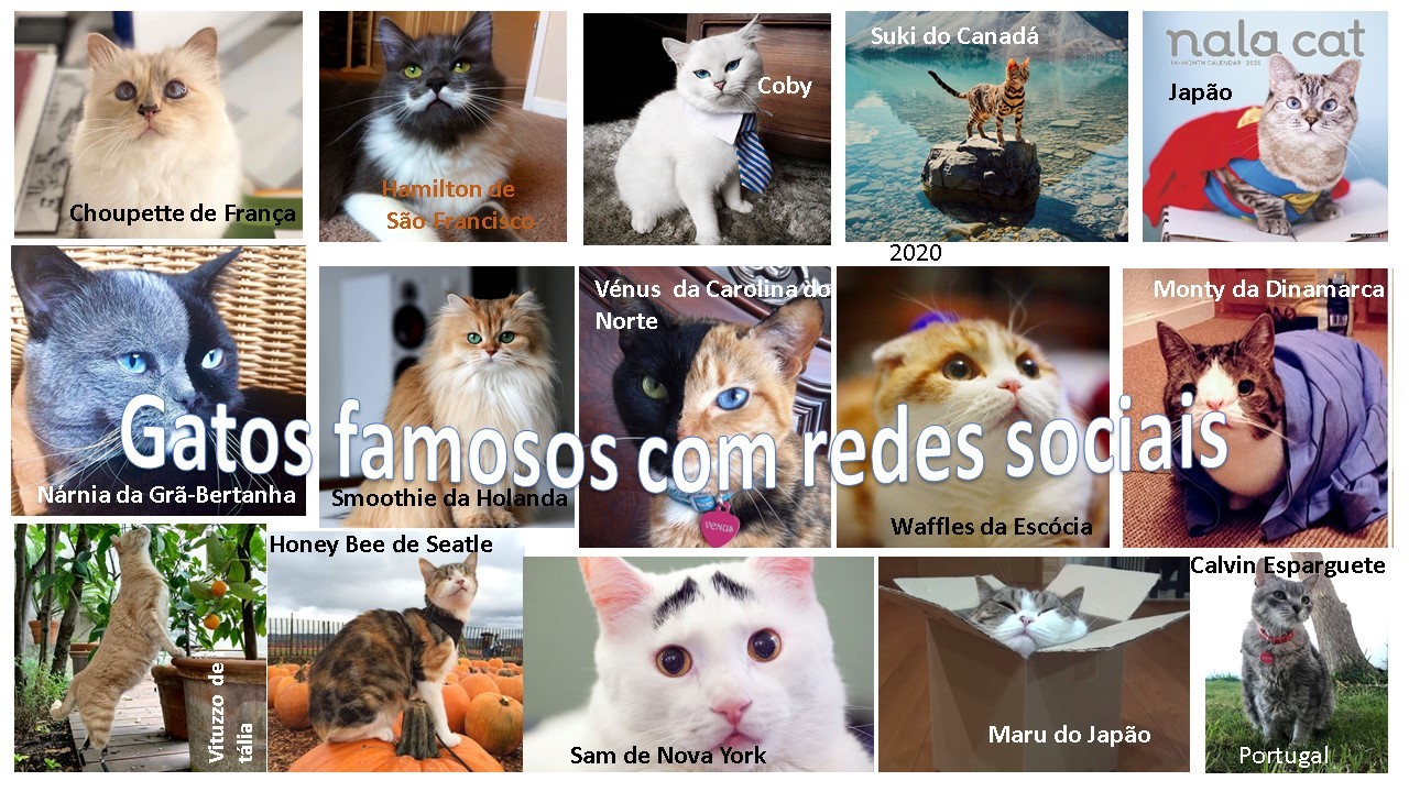 Os gatos é que mandam em nós! - Clube de Gatos do Sapo