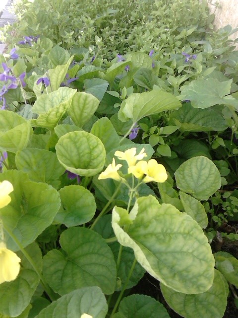 o meu jardim.jpg o meu jardim.jpg