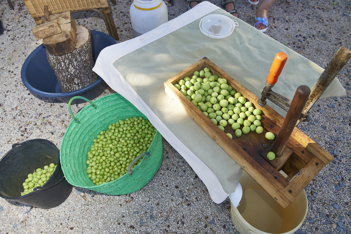 HRQM apanha azeitona_créditos Hélio Ramos 1.jpg