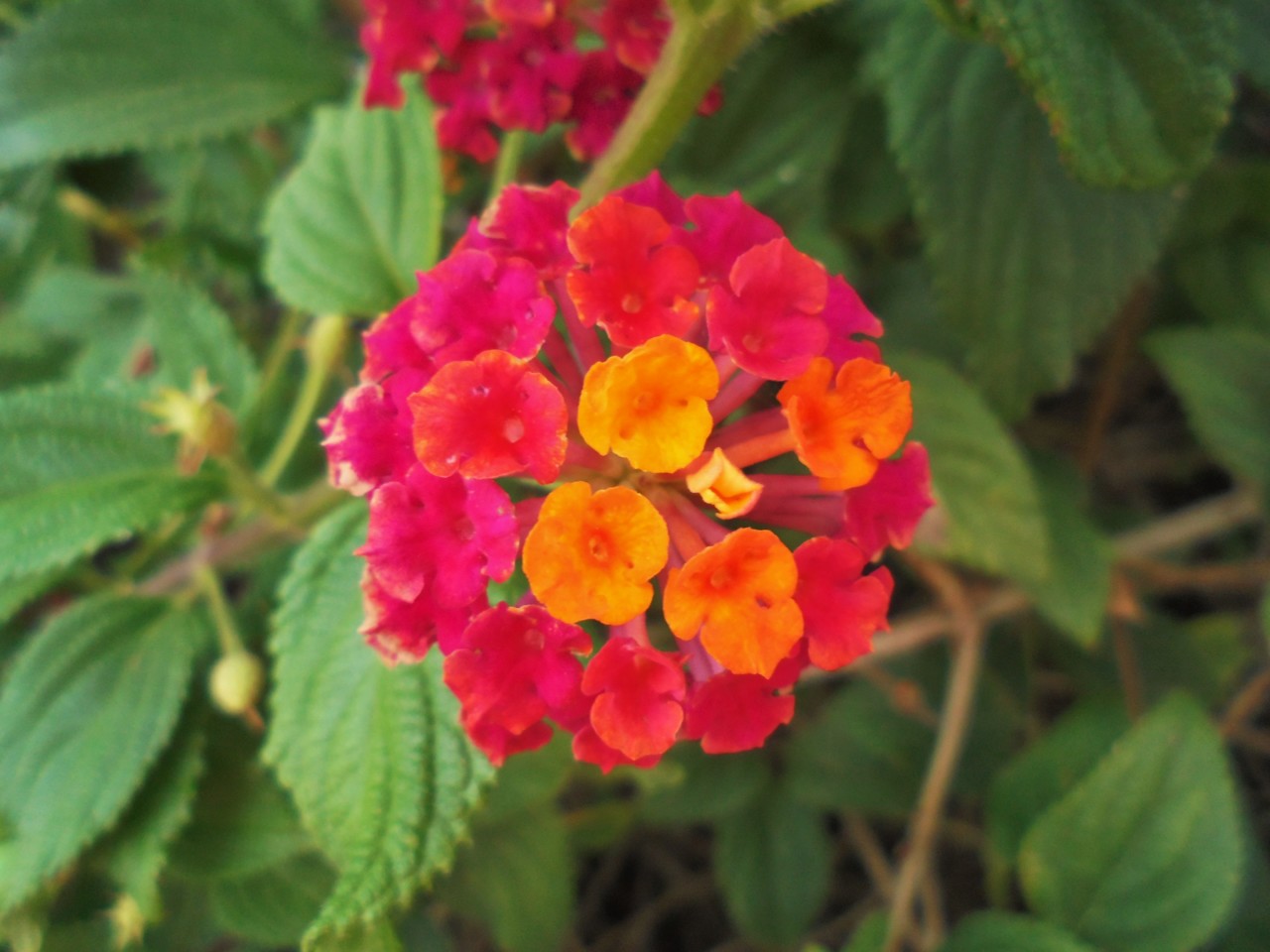 Lantana colorida.JPG