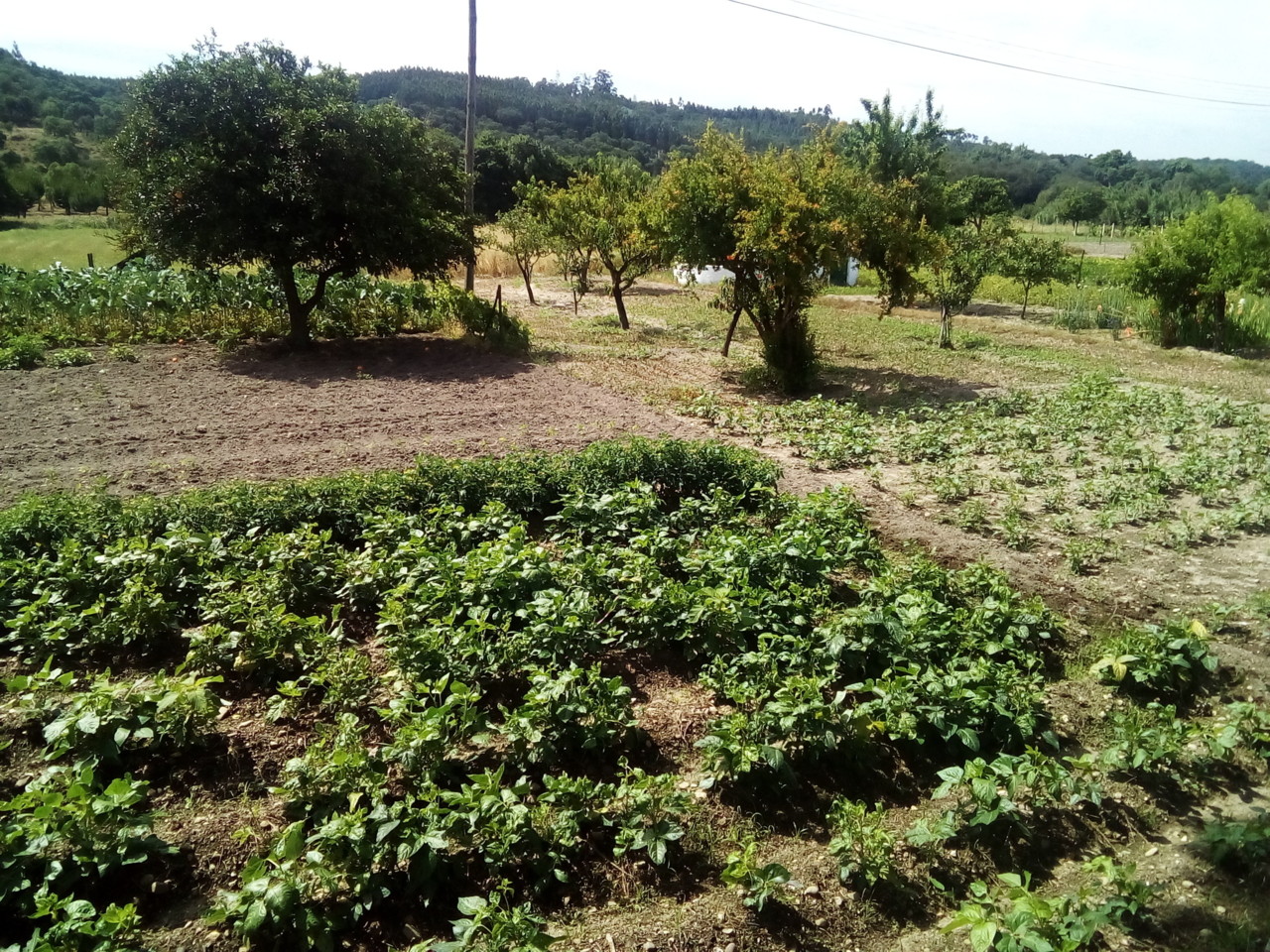 IMG_20180627_111418.jpg IMG_20180627_111418.jpg